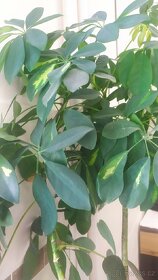 Filodendron - monstera. Pokojová květina. - 5