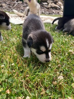 Sibiřský husky štěně - 5