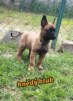Belgický ovčák Malinois s PP Achilles - 5