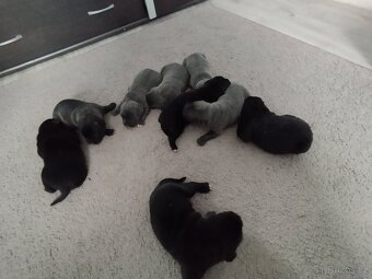 Cane Corso - 5