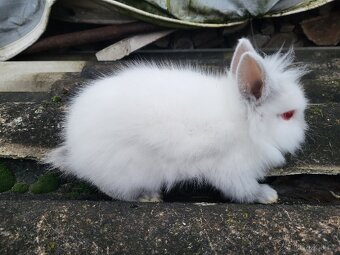 Zakrslý králík - 5