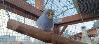 Prodám andulky z venkovní voliery - 5