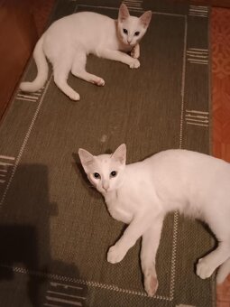 Siamský kocourek - 5