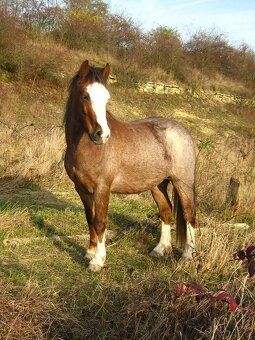 Líbivá roční pony klisna - 5