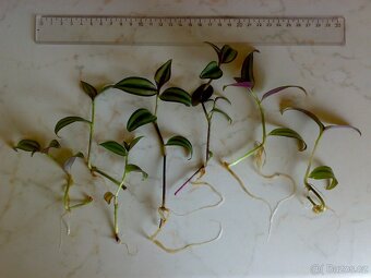 Voděnka Tradescantia zebrina „Superba“ - zakořeněné řízky - 5