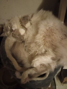 Ragdoll kocourek, půl roku. - 5