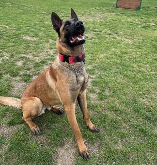 Belgicky ovčiak Malinois - 5