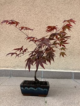 Bonsai, Bonsaj, japonský javor, skalky - 5