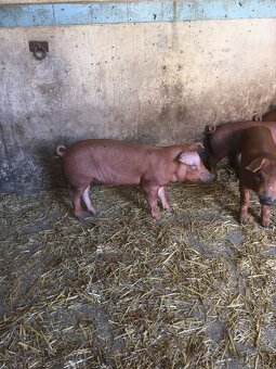 Selata Duroc - 5