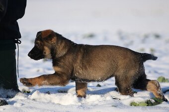 Německý ovčák s PP - štěňata k odběru - 5