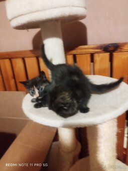 Britská koťátka - 5