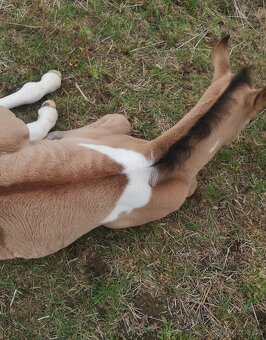 Americký paint horse 🐎 roční hřebeček - 5