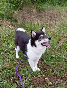 Shiba inu, štěňátko, fenečka. - 5