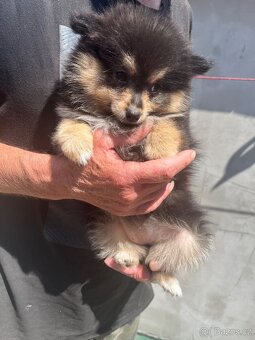 Pomeranian - 5