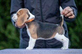 Prodám štěňata bígla s PP - 5