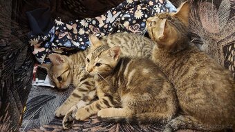 Daruji 2 koťátka (2 holky) - 5