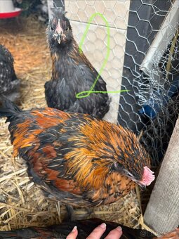 Kohouti, slepice - 5