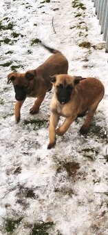 Belgický ovčák malinois - 5