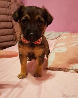 Stěně Jezevčík - 5