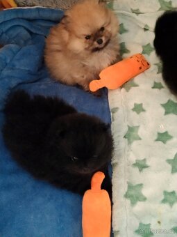 Pomeranian - 5
