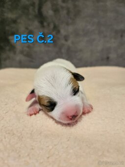 JACK RUSSELL - K REZERVACI - 5