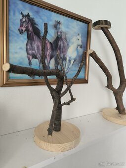 Agapornis škraboškový s vybavením - 5