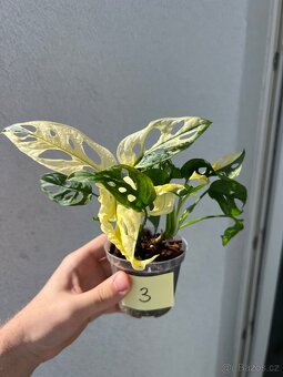 Monstera Adansonii Albo/Variegata a Mint - 5
