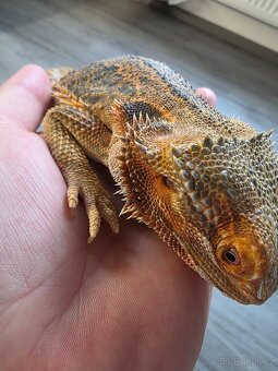 Agama Vousatá samec - 5