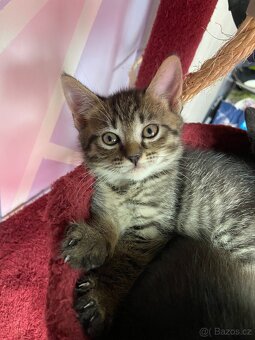 Mainská mývalí - 5