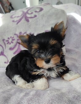 Biewer jork(Yorkshire)terier- kluk s pp - 5