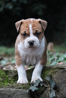 Americký stafordšírský teriér s PP fenka 1 - 5