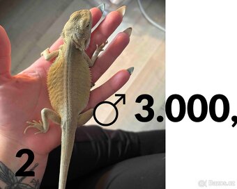 Agama vousatá  - mláďata, vlastní chov - 5