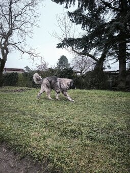 Kavkazský pastevecký pes - 5