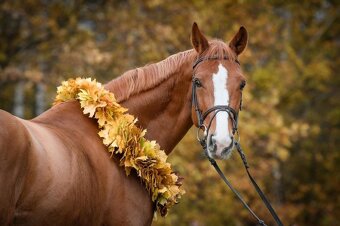 líbivý 7 letý valach po Quidam Sohn - 5