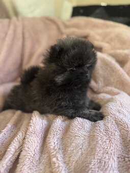 Pomeranian - 5