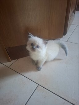 Ragdoll koťátka bez PP - 5