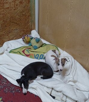 Whippet-Vipet - 5