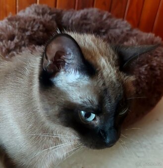 Koťátka Ragdoll bez PP - 5