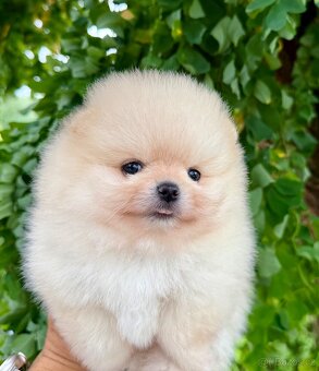 POMERANIAN S PP FCI - z Malebného povltaví - 5