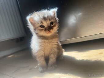 Kocourek - kříženec Ragdoll a Evropské kočky - 5