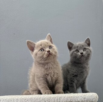 Na prodej roztomilá britská koťátka🐾 - 5