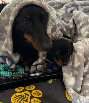 Trpasličí jezevčík - 5