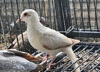 Holoubek diamantový - 5