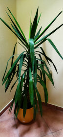 3x yucca 140-190 cm v plastovém květináči i jednotlivě - 5