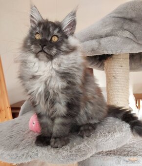 MAINE COON - Mainská mývalia s PP - 5