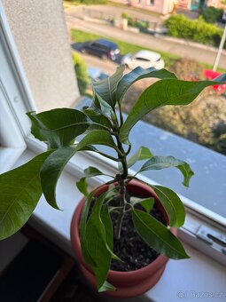 Mangovník indický | tropická rostlina | v květináči - 5