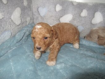 Maltipoo štěňátka - 5