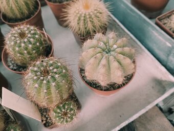 Kaktusy 🌵 - 5