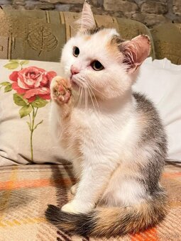 Britská koťátka bez PP - 5