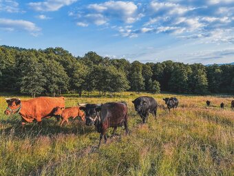 Rezervace na dexter jalovice s POP na rok 2026 - 5